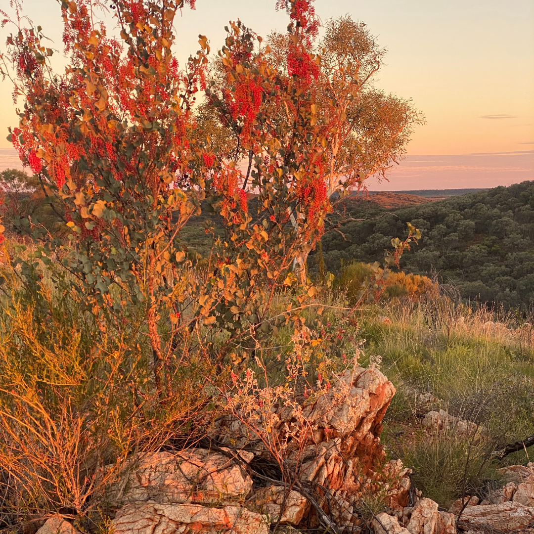 Where beats meet purpose with Red Dust and Yuendumu 6